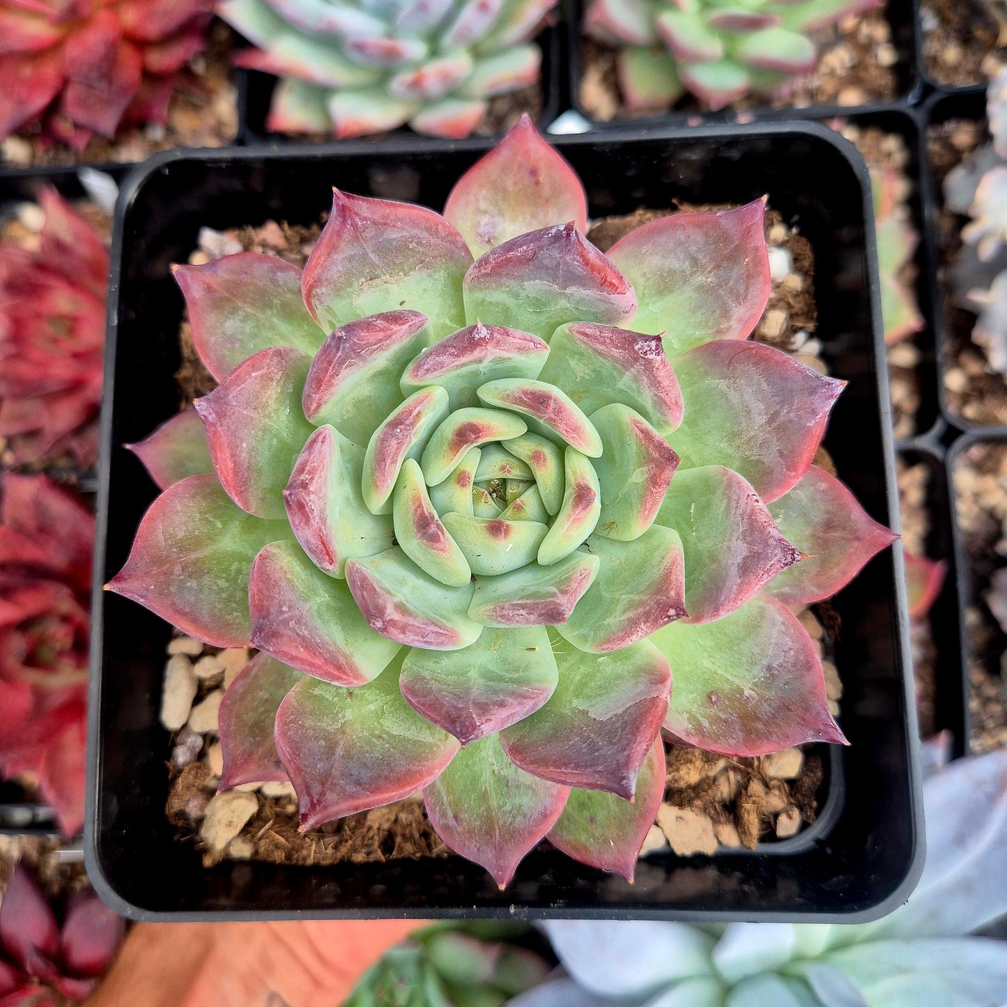 Echeveria colorata "La Auténtica"