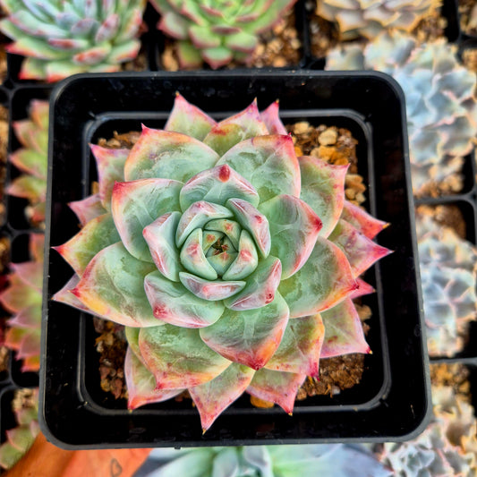 Echeveria colorata var colorata