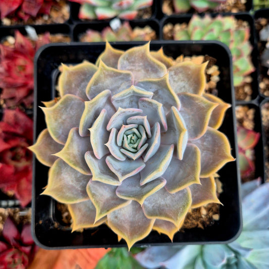 Echeveria lilacina