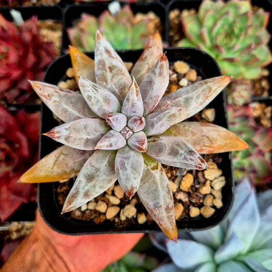 Echeveria tolimanensis