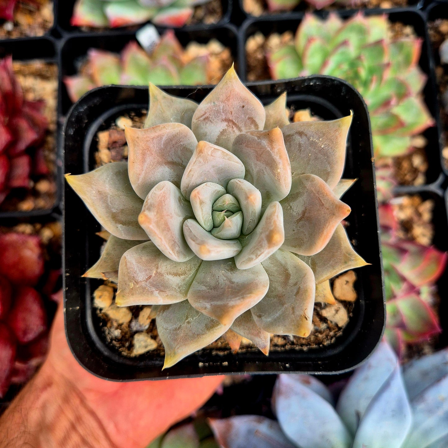 Echeveria juliana