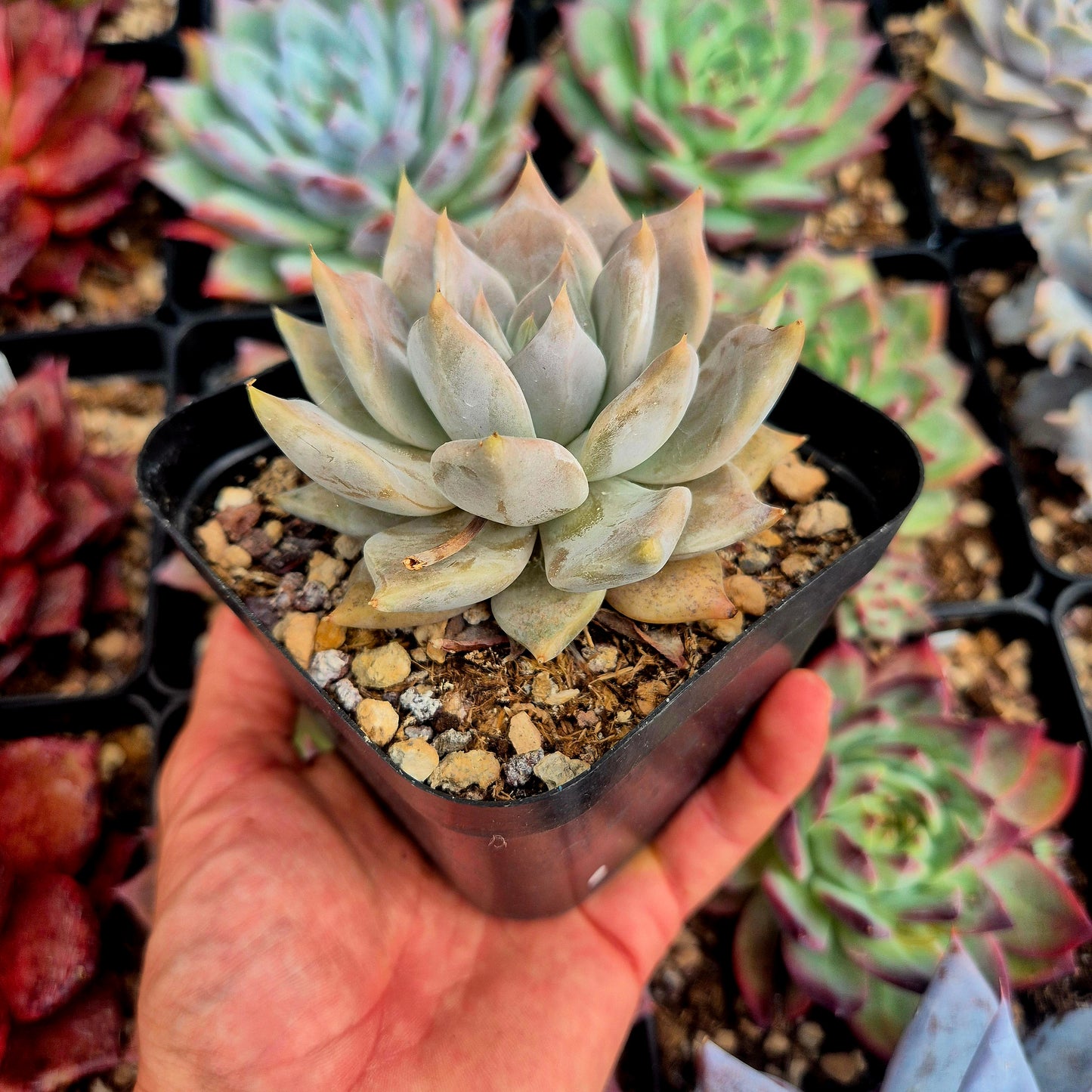 Echeveria juliana