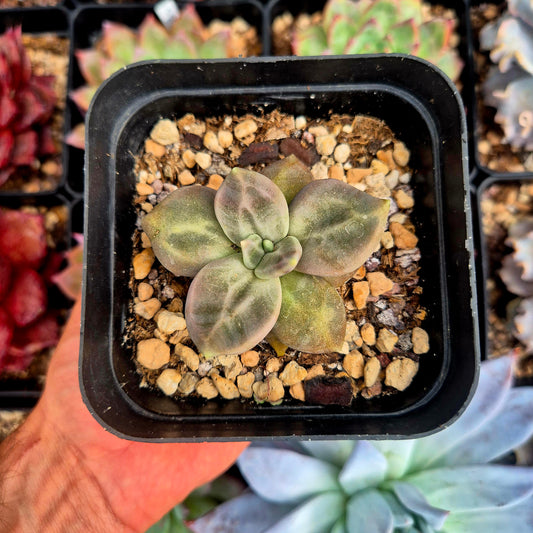 Echeveria  xichuensis