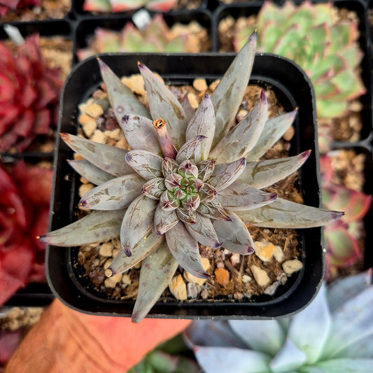Echeveria unguiculata