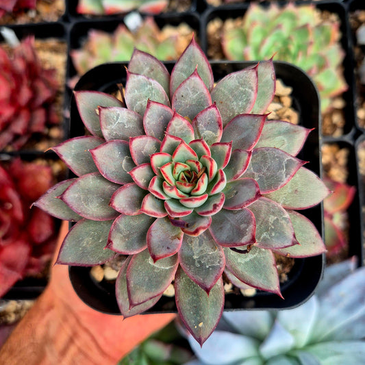 Echeveria caamanoi
