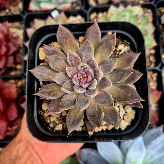 Echeveria craigiana