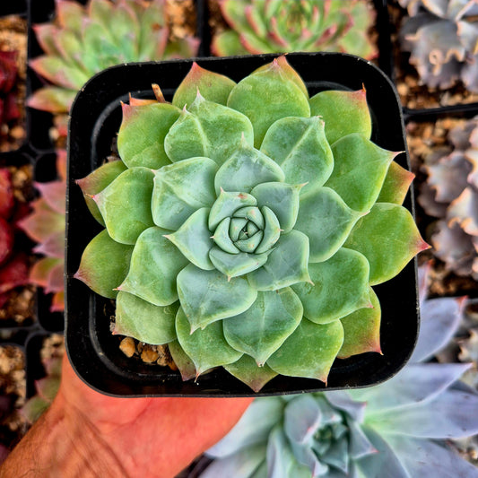 Echeveria halbingeri