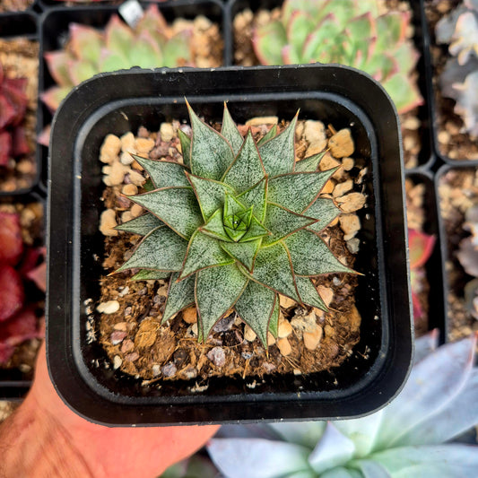 Echeveria purpusorum "White"