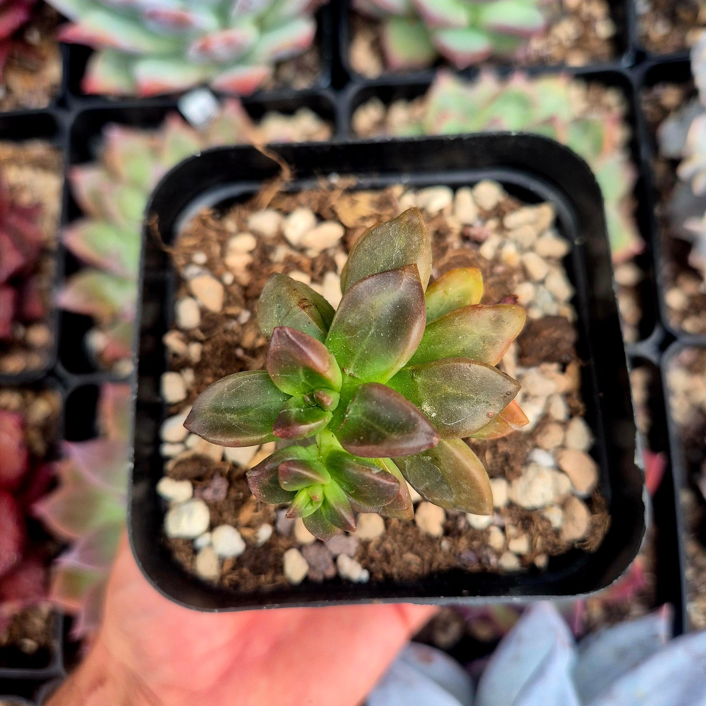 Echeveria compressicaulis