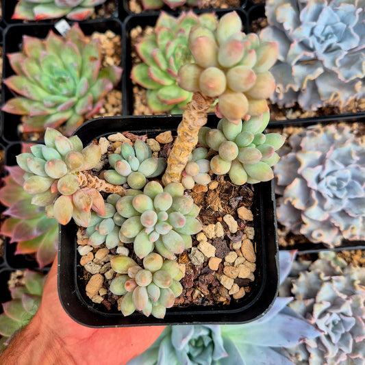 Pachyphytum rzedowskii