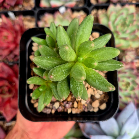 Pachyphytum viscatum