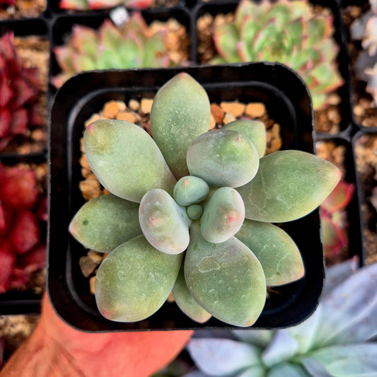 Pachyphytum caesium