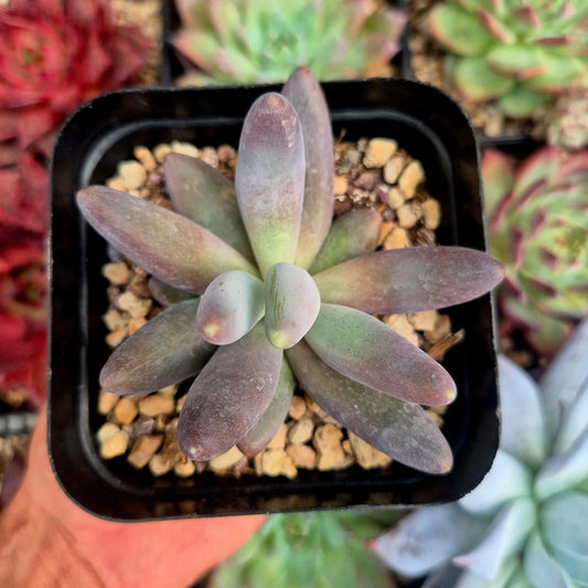 Pachyphytum machucae