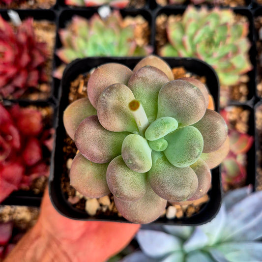 Pachyphytum oviferum "Mombuin"