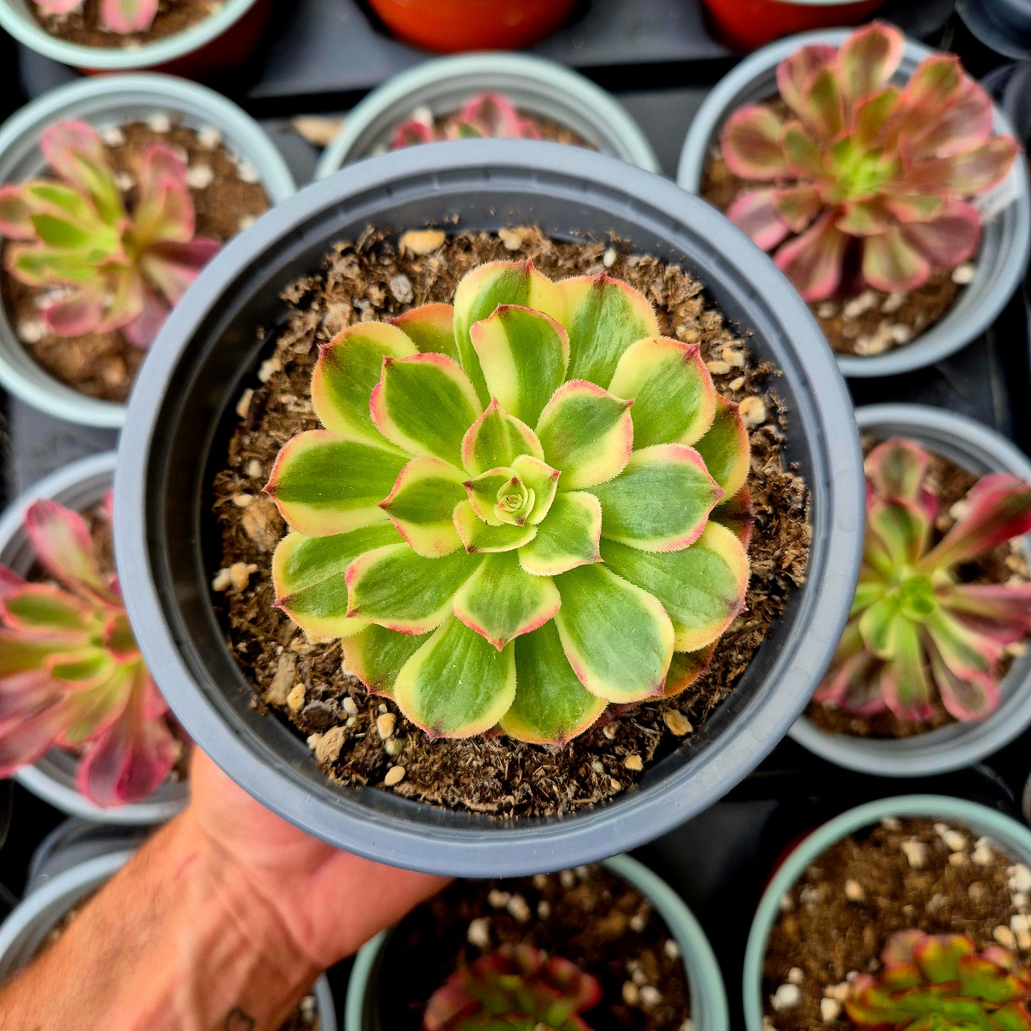 Aeonium "Lychee" variegato