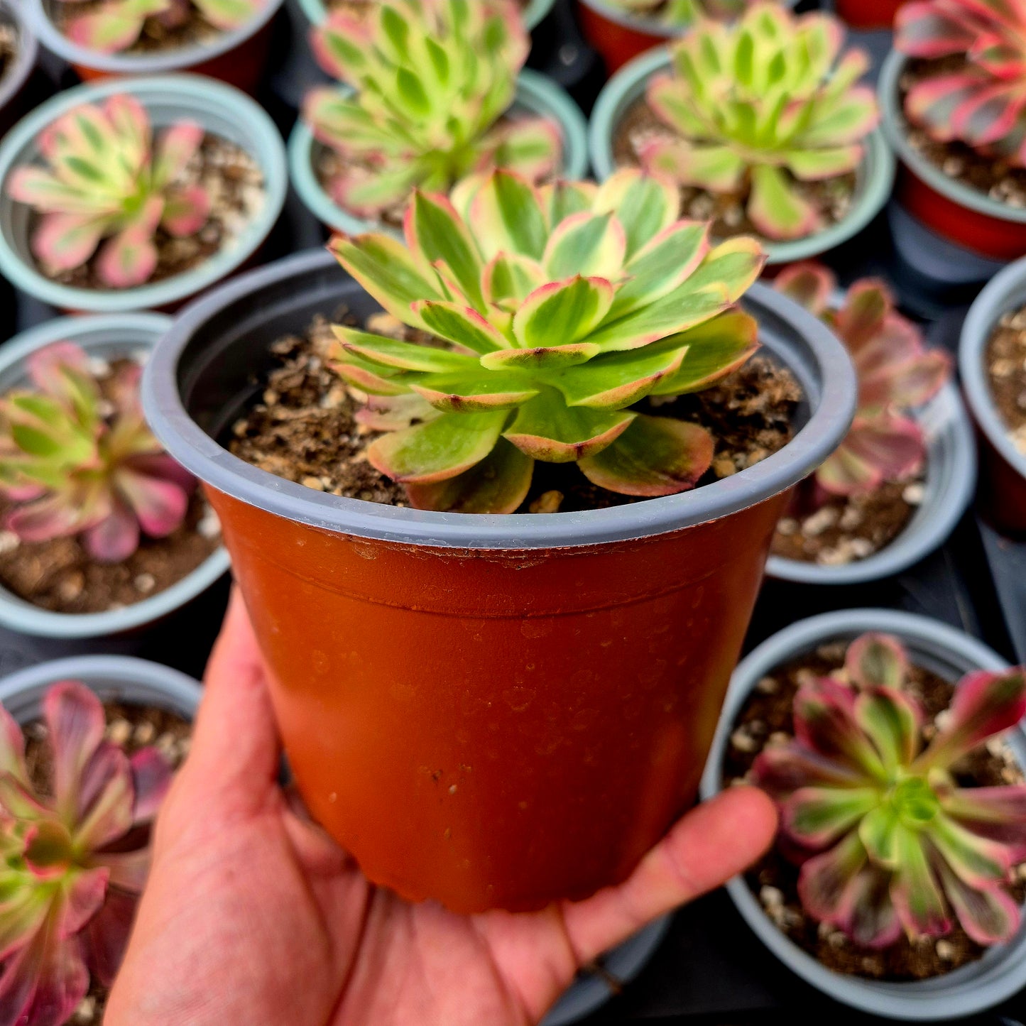 Aeonium "Lychee" variegato