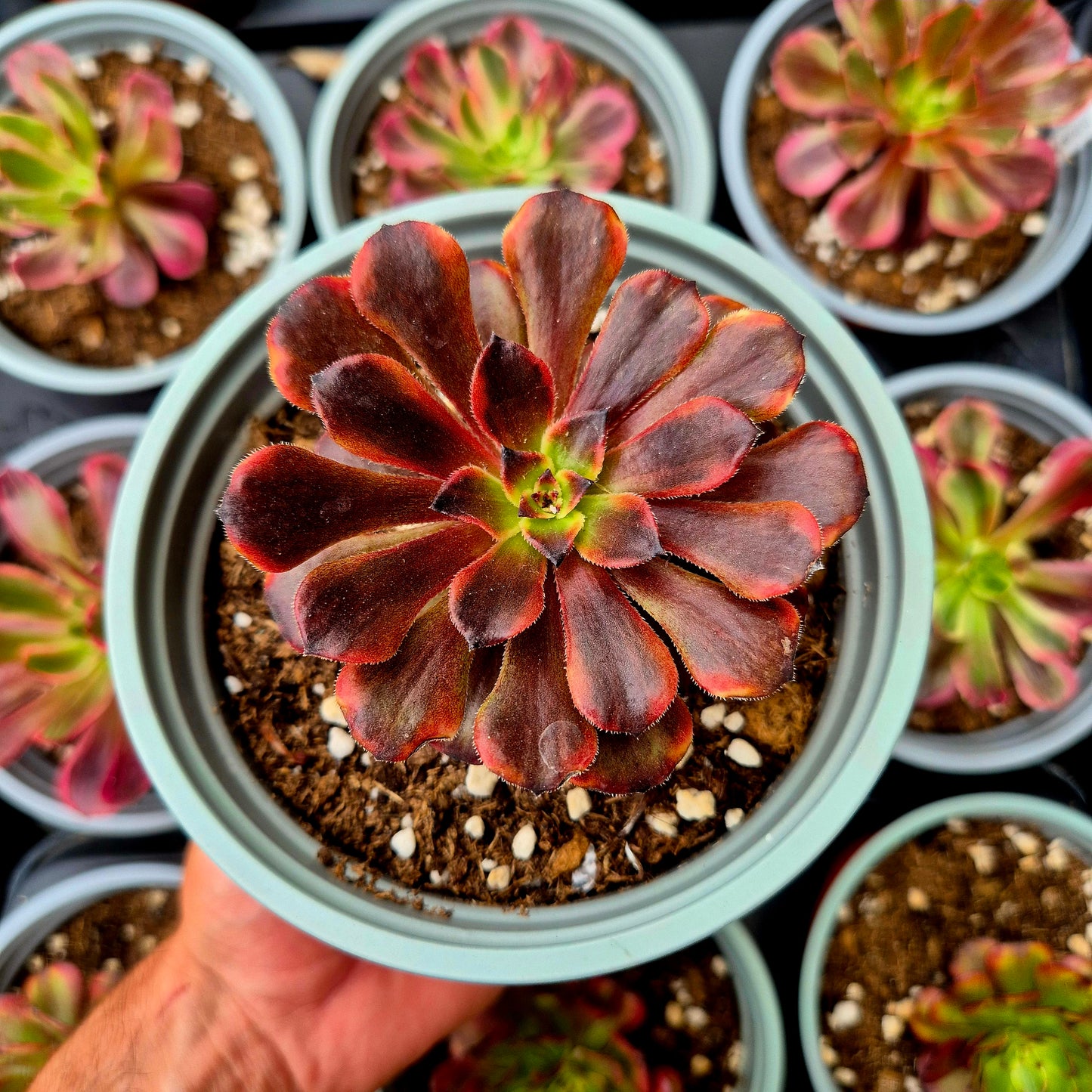 Aeonium "Nuvola di fuoco" variegato
