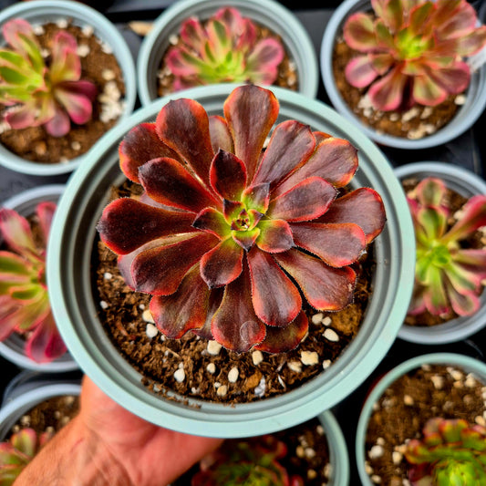 Aeonium "Nuvola di fuoco" variegato
