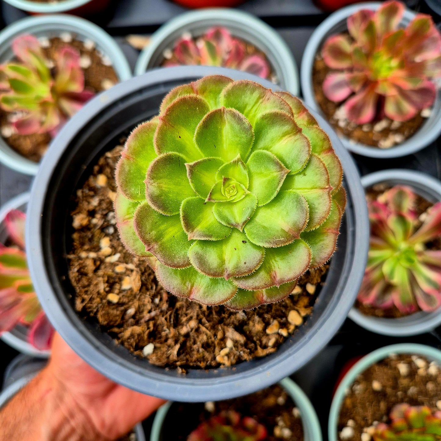 Aeonium "Nettuno Colorato" variegato