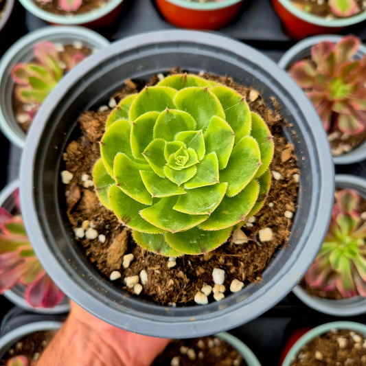 Aeonium "Green Qingcheng" variegato