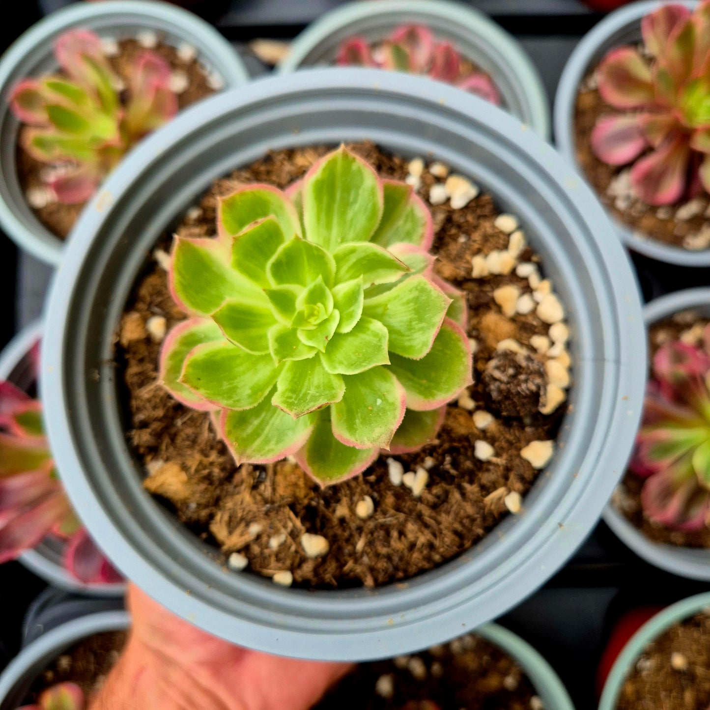 Aeonium "Amore nella città caduta" variegato
