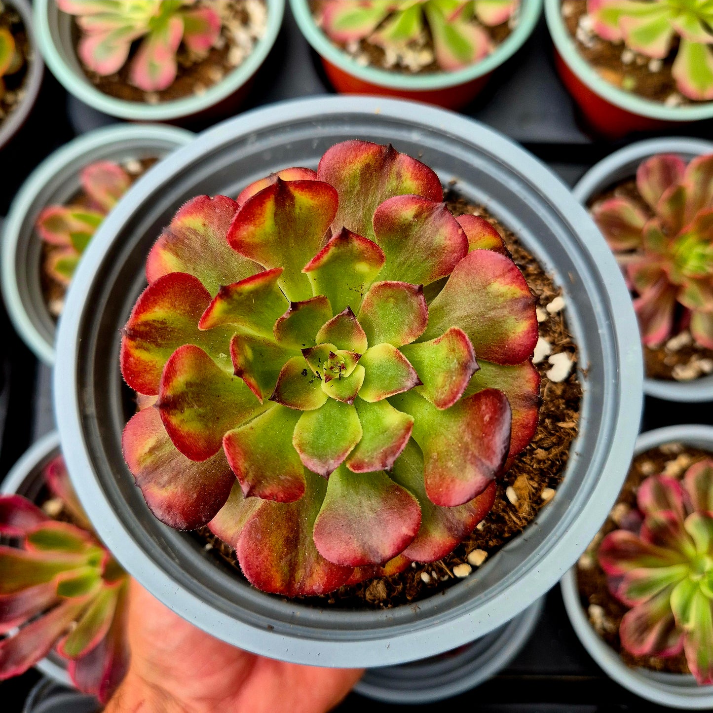 Aeonium "Pink Maggie" variegato