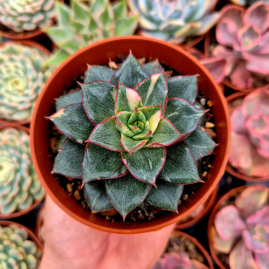Echeveria "Monocerotis" variegada