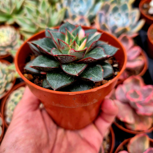 Echeveria "Monocerotis" variegada