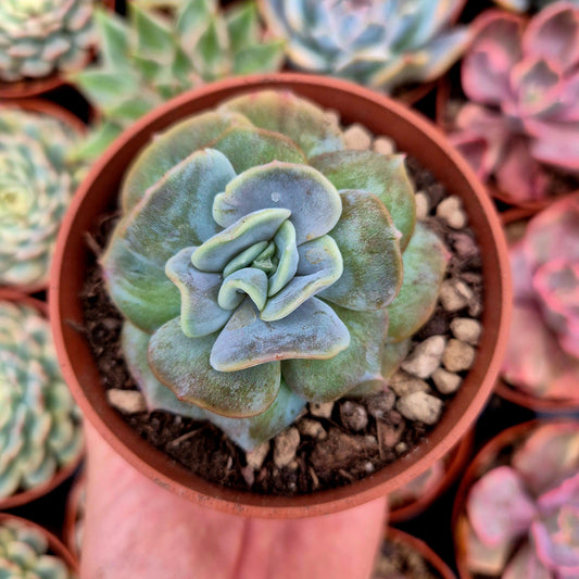 Echeveria "Blood Mood" warts