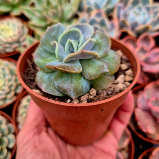 Echeveria "Blood Mood" warts