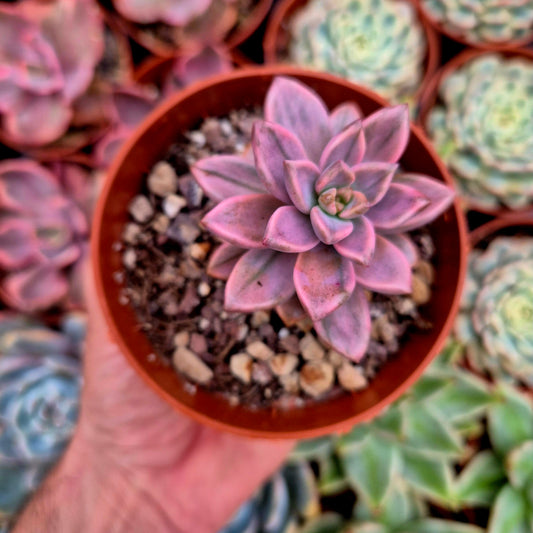 Graptosedum "Bronzo" variegato
