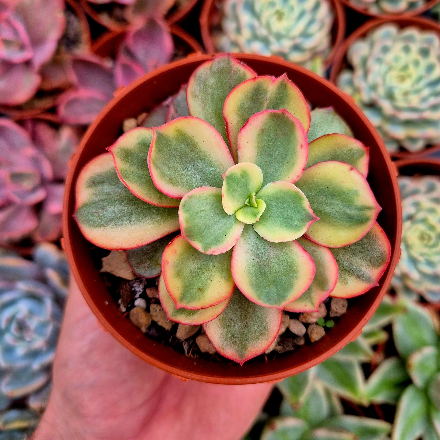 Echeveria "Suyon" variegata