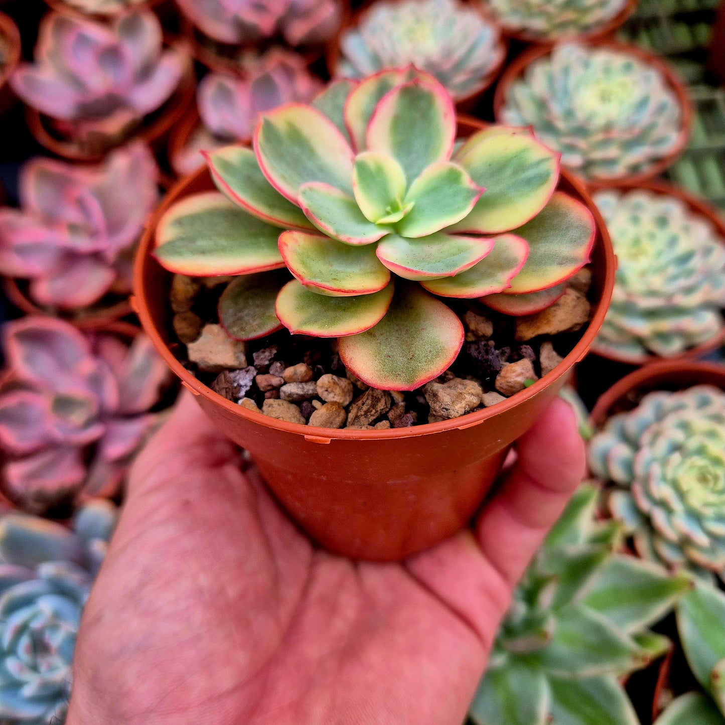 Echeveria "Suyon" variegata