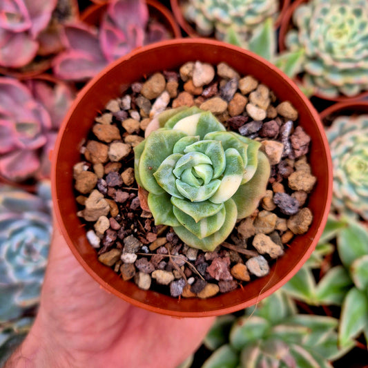 Graptoveria "Lovely Rose" variegada