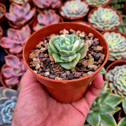 Graptoveria "Lovely Rose" variegada