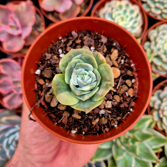 Graptoveria "Lovely Rose" variegada