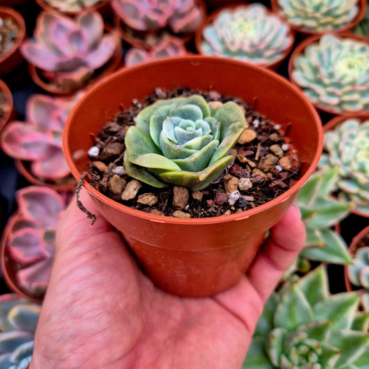 Graptoveria "Lovely Rose" variegada