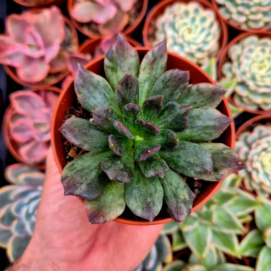 Echeveria "Army Prince" variegata
