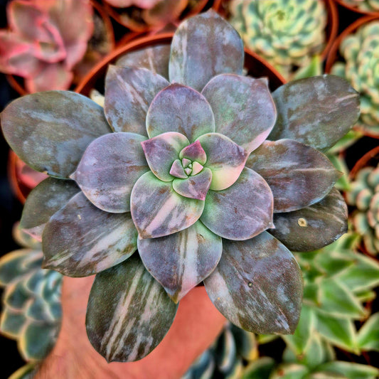 Graptopetalum superbum variegado