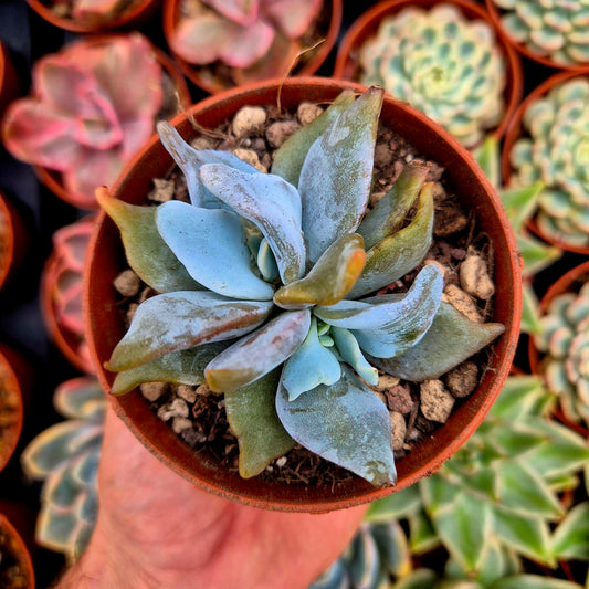 Echeveria "Queen Crown"