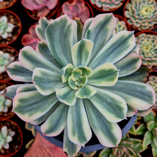 Echeveria "Imbricata" variegada XXL