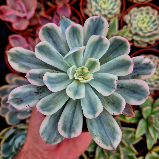 Echeveria "Imbricata" variegada