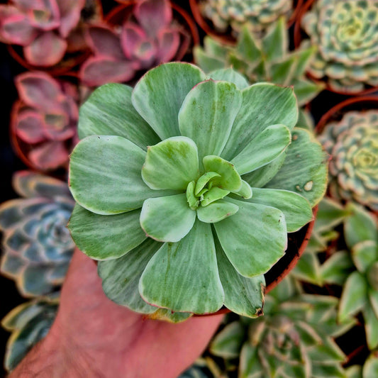 Echeveria "Mocha" variegada