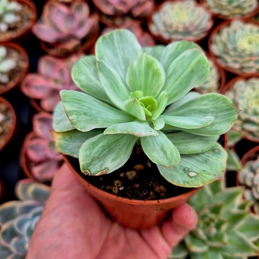 Echeveria "Mocha" variegada