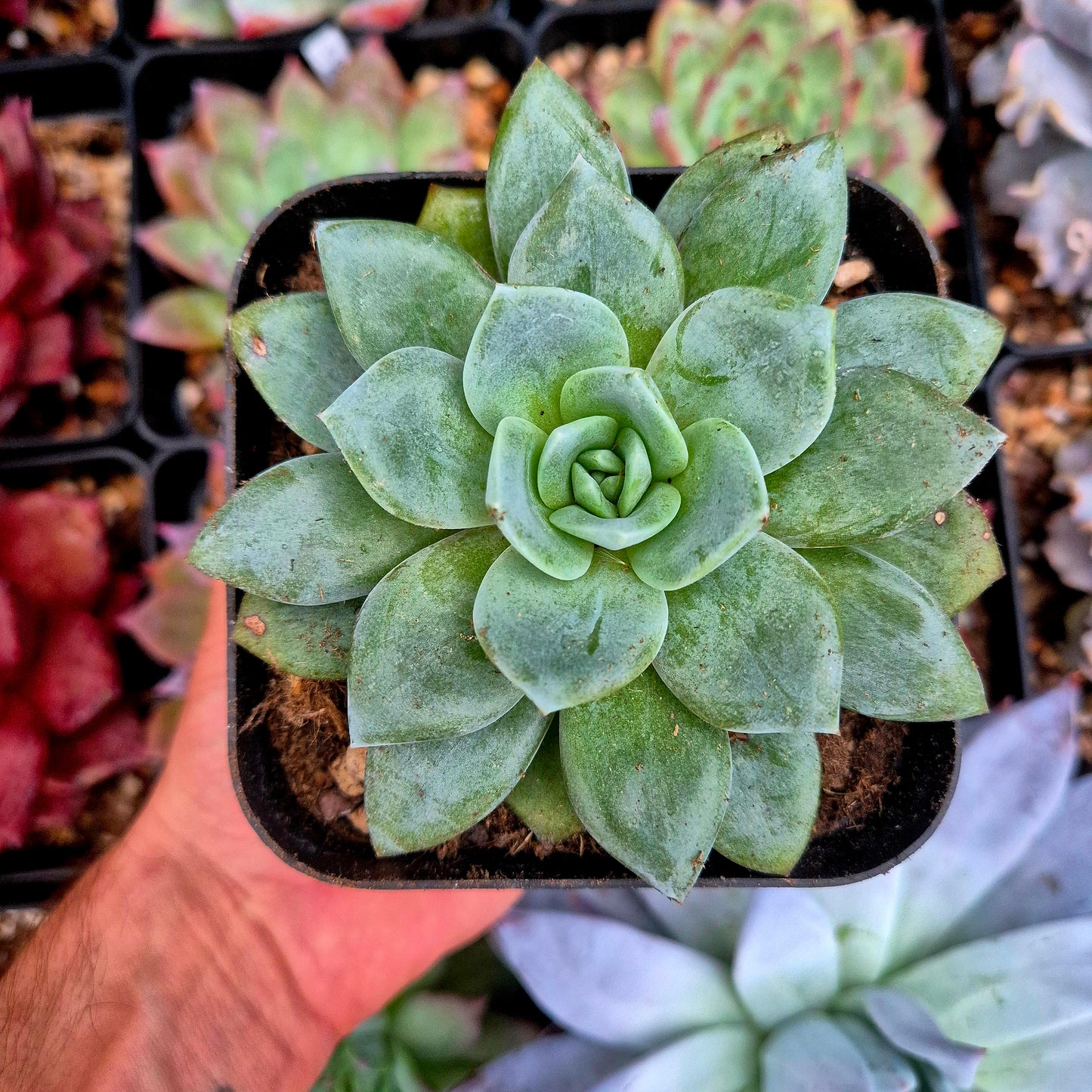 Echeveria "German Champagne"