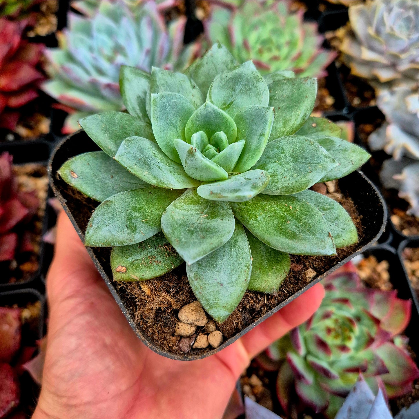 Echeveria "German Champagne"