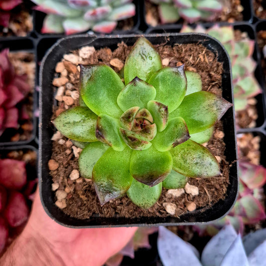 Echeveria "Black Crystal"