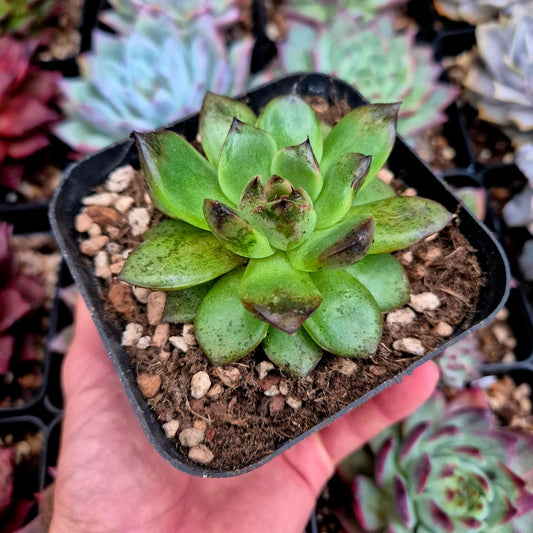 Echeveria "Black Crystal"