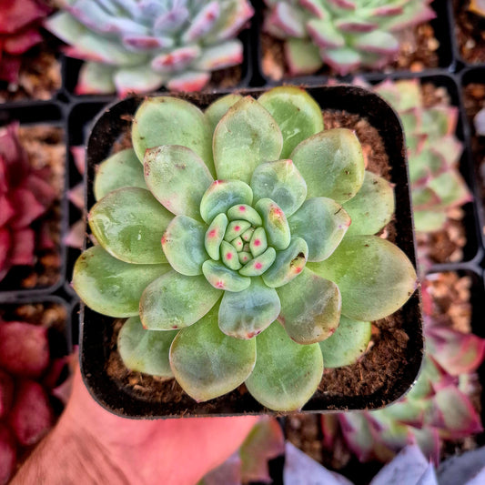 Echeveria "Ariel"