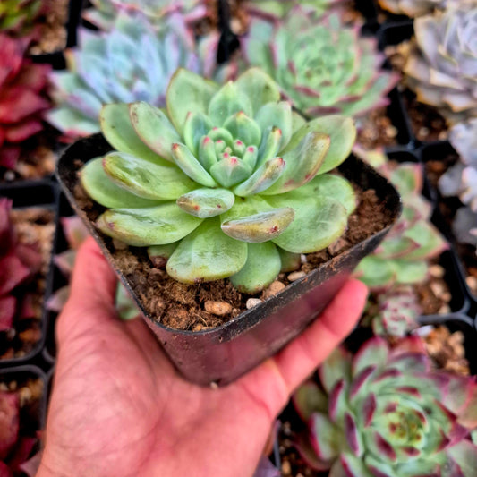 Echeveria "Ariel"